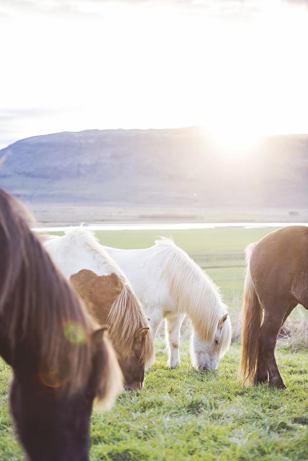 Guesthouse Saga Flúðir Zewnętrze zdjęcie